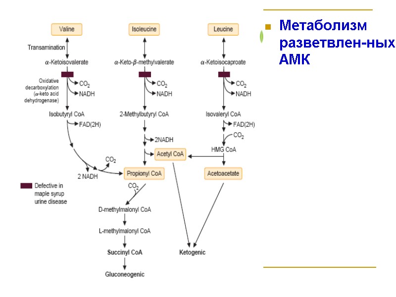 Метаболизм разветвлен-ных АМК